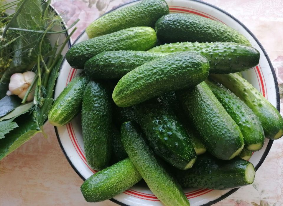 Секреты успешного урожая огурцов в теплице