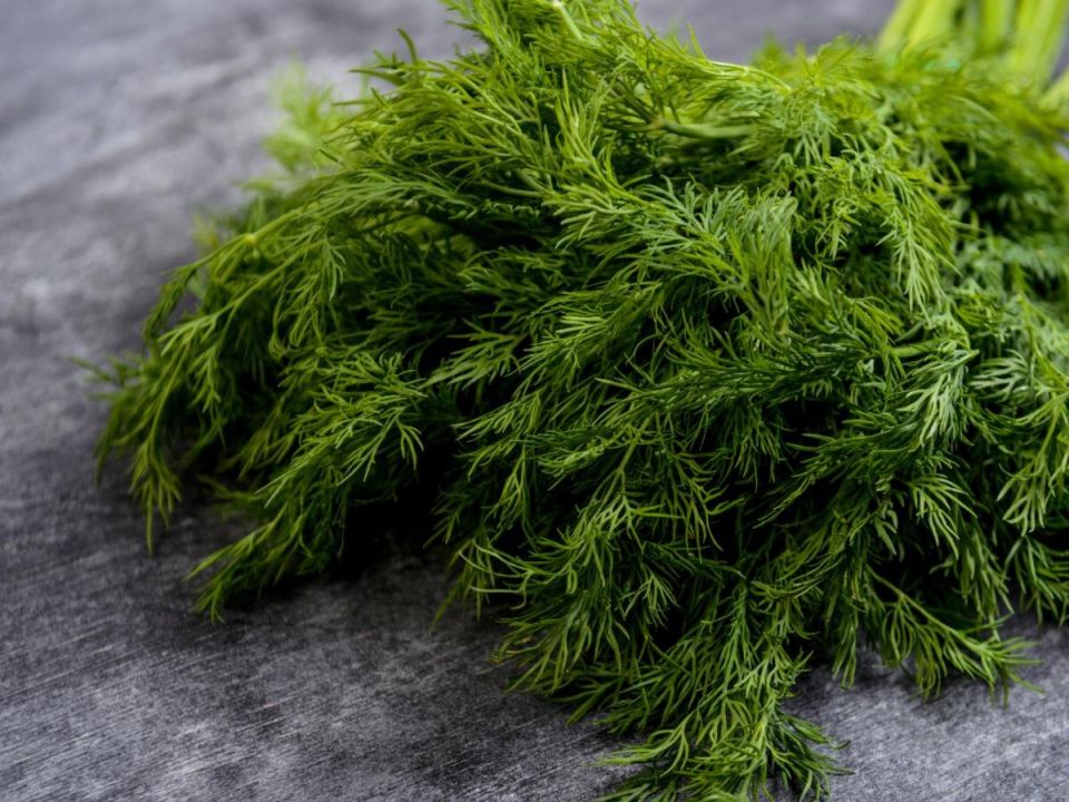 Укрепление укропа с помощью пищевой соды