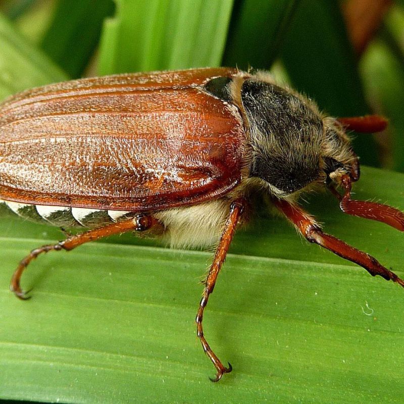 Эффективные методы борьбы с хрущом: народные советы и современные технологии