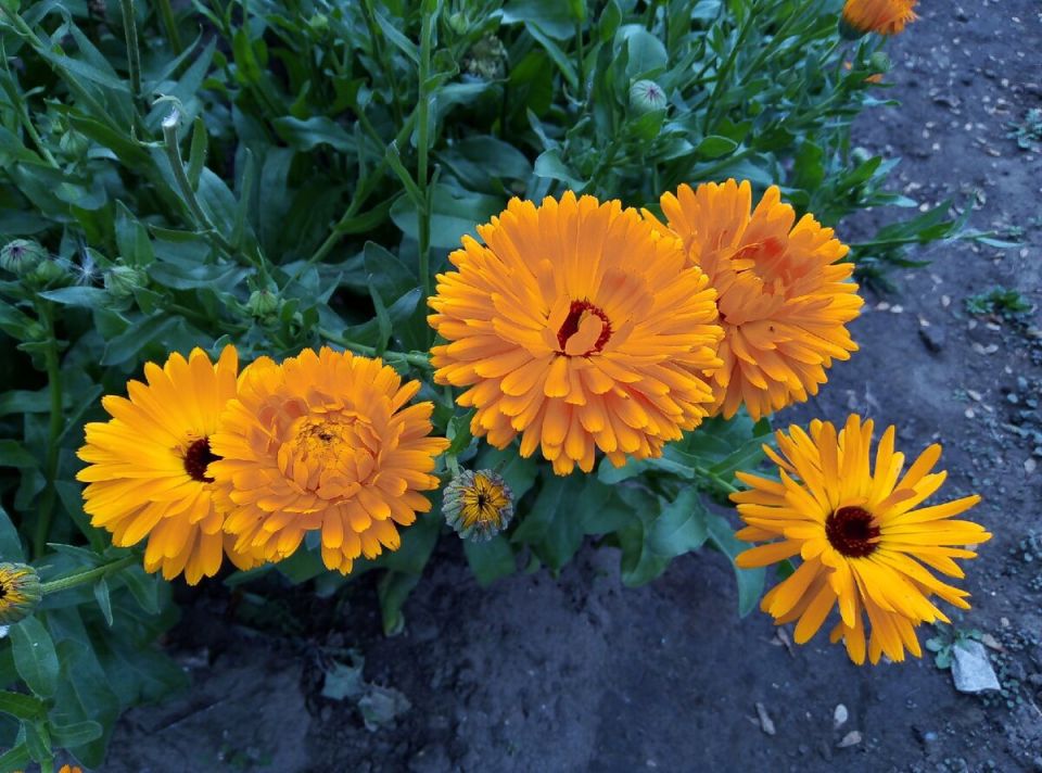 Почему календула должна занять почетное место в вашем саду