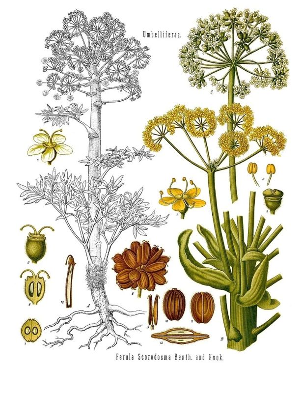 Исчезнувший контрацептив: как растущее количество людей привело к исчезновению сильфия