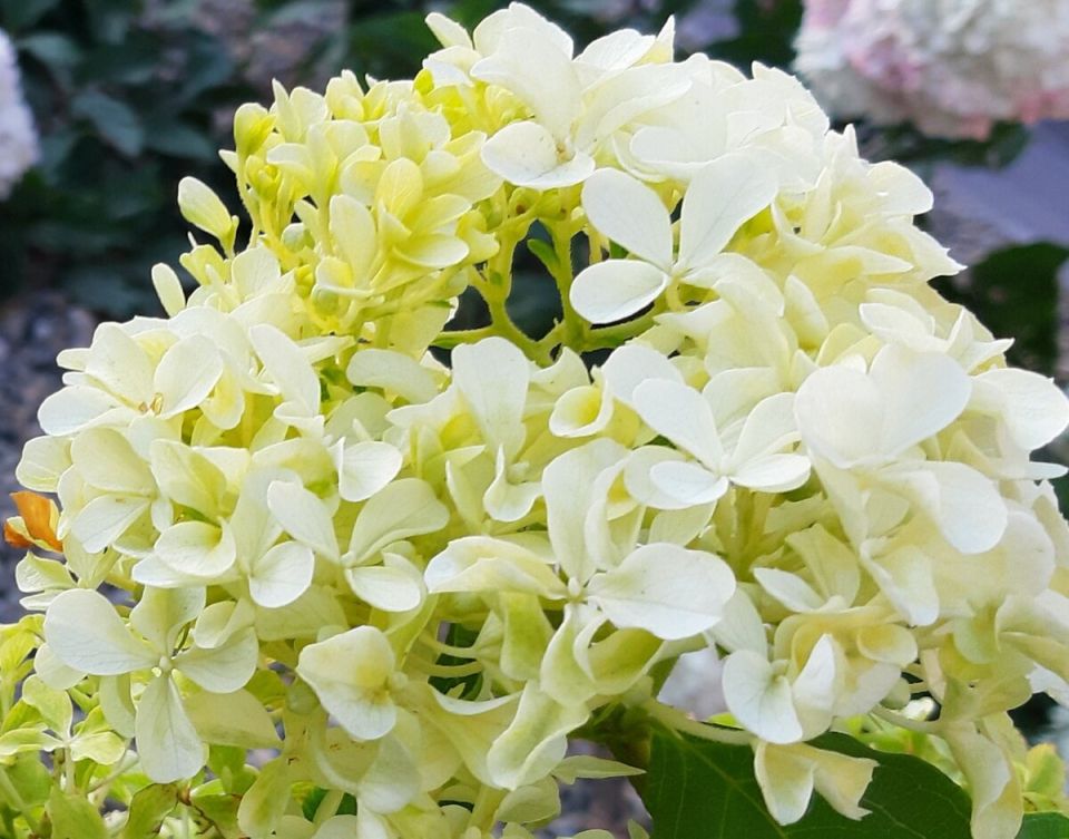 Гортензия-бабочка: изысканная жемчужина вашего сада