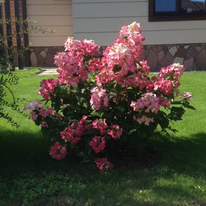 Гортензия Magical Flame: Уникальная красавица вашего сада