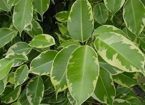 Фикусы: разнообразие видов, уход и секреты размножения