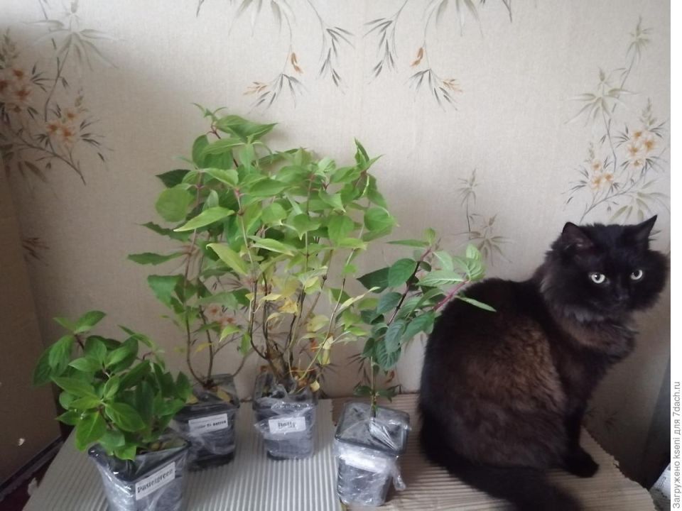 Новые гортензии в саду: как правильно выбрать питомник и получить здоровые саженцы