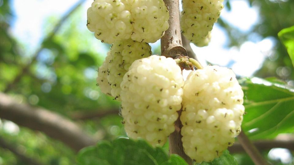 Уход за шелковицей: основные рекомендации