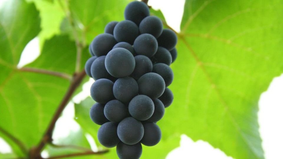 Выращивание винограда из семян: миф или реальность?