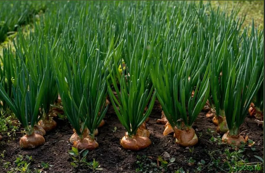 Как вырастить лук-сорокозубку: секреты успешного урожая