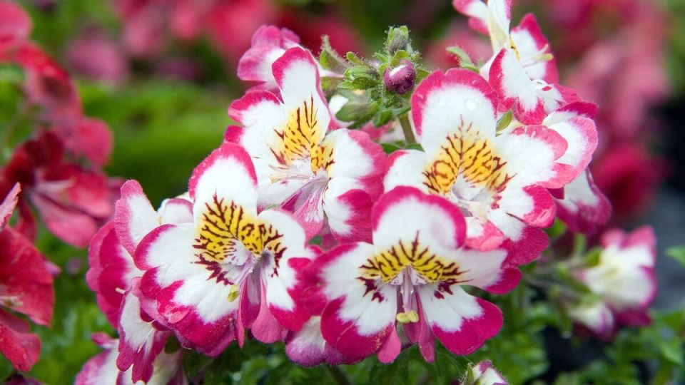 Шизантус: как сделать ваш сад ярче и красивее