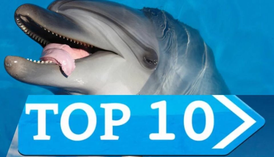 Удивительные существа, которые обходятся без сна