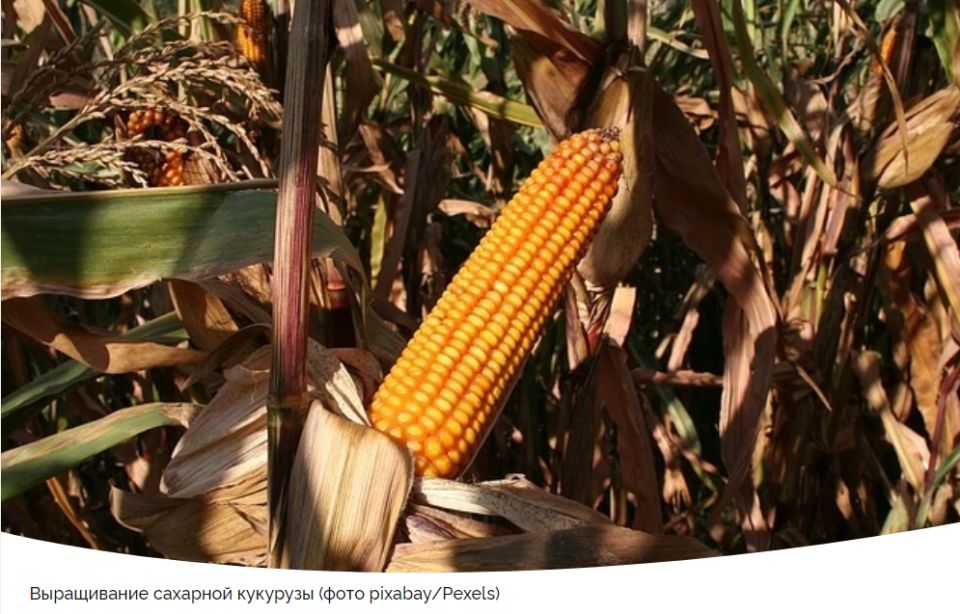 Секреты успешного роста кукурузы: свежие советы для дачников