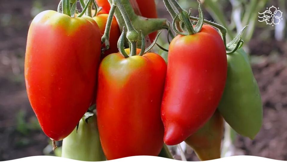 Корнабель F1: Томат, покоряющий гурманов