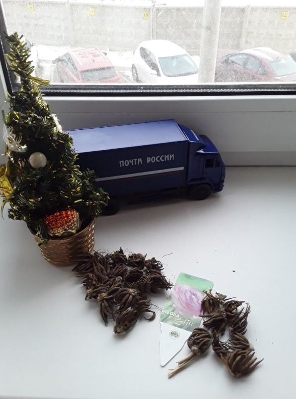 Как подготовить ранункулюсы к новому сезону: советы для успешного выращивания