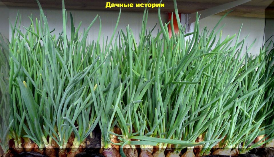 Успех на подоконнике: как вырастить лук к Новому году