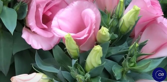 Эустома: Как вырастить этот капризный цветок и насладиться его красотой