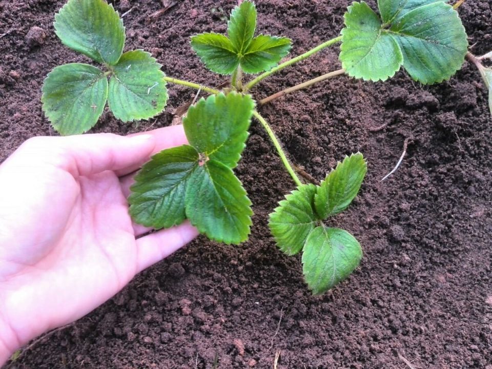 Традиционная белорусская методика для достижения богатого урожая клубники