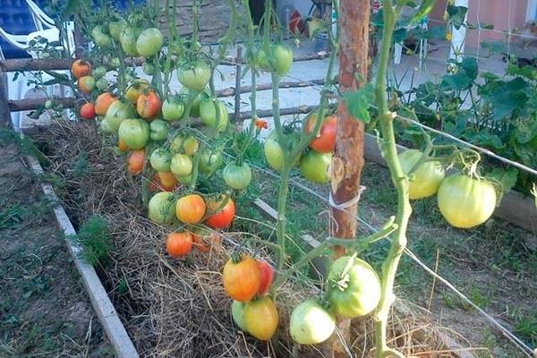 Томат Воловье сердце: секреты популярного сорта и его особенности