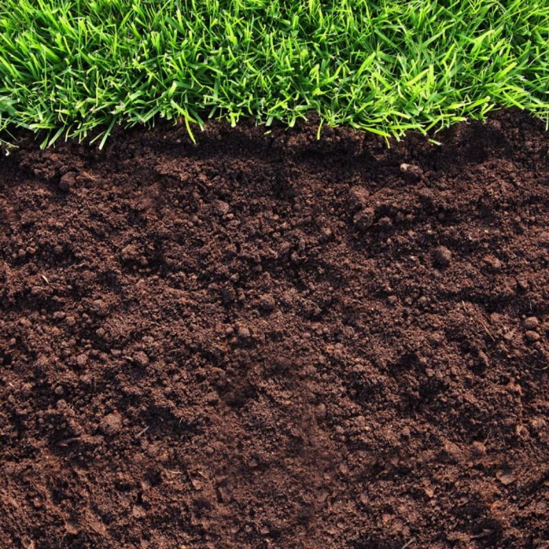 Как природа помогает определить кислотность почвы: удивительные растения-индикаторы