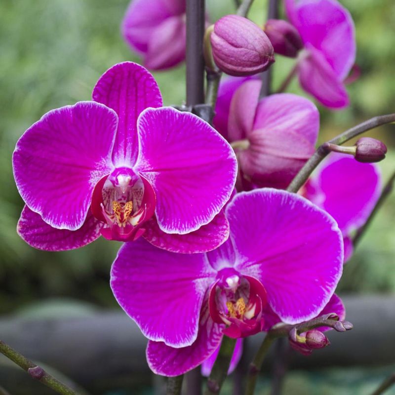 Почему орхидеи – не для слабонервных: 6 секретов ухода за капризными красавицами