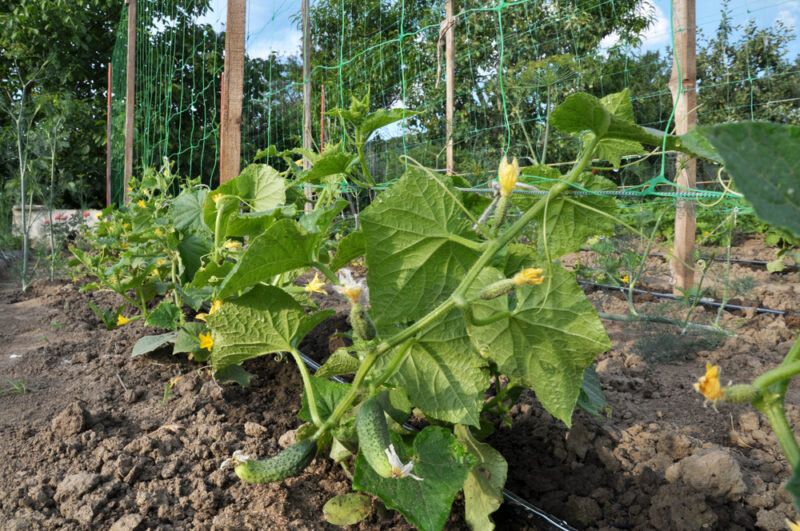 Урожай огурцов: секреты успешного выращивания в открытом грунте