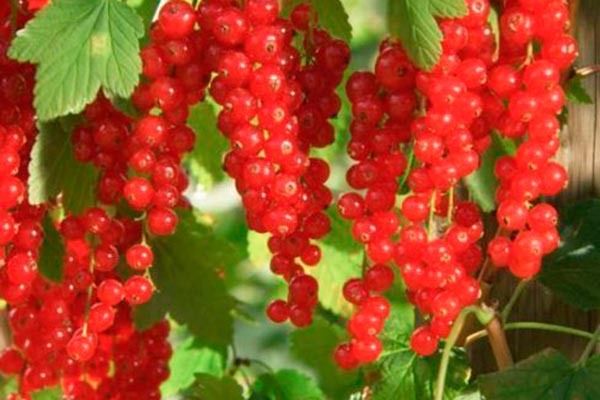 Смородина Гигант: секреты ухода за урожайным и сладким сортом