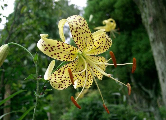 Лилии из чешуек: увлекательный путь к красоте цветов