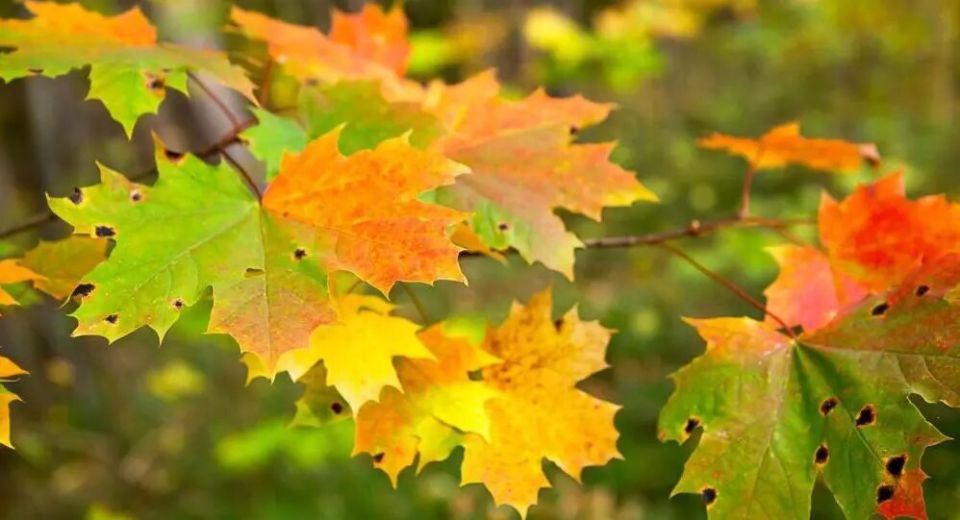 Почему осенние листья не спешат покидать деревья: неожиданные причины и возможные последствия