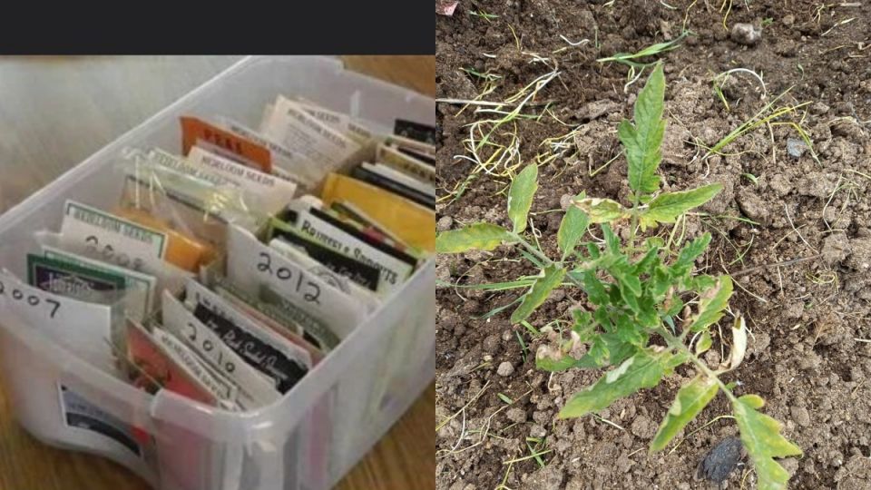 Как выбрать правильные семена помидоров: опыт и советы овощеводов