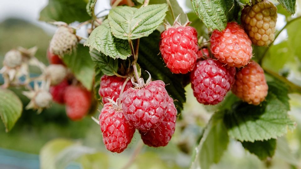 ���� ����� ������ ���� ������ ������: ����� ��� ��� ��������