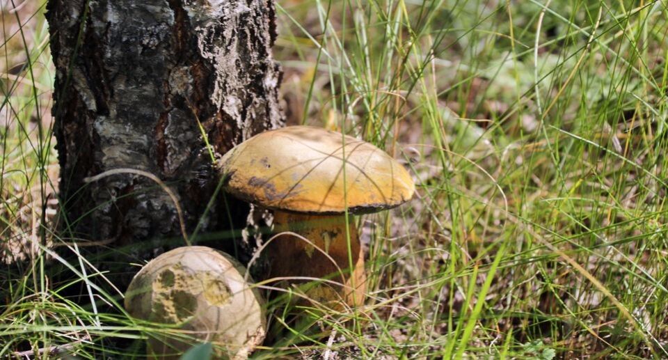 ������� � ����: ����� �������� ������� � ������� �����������