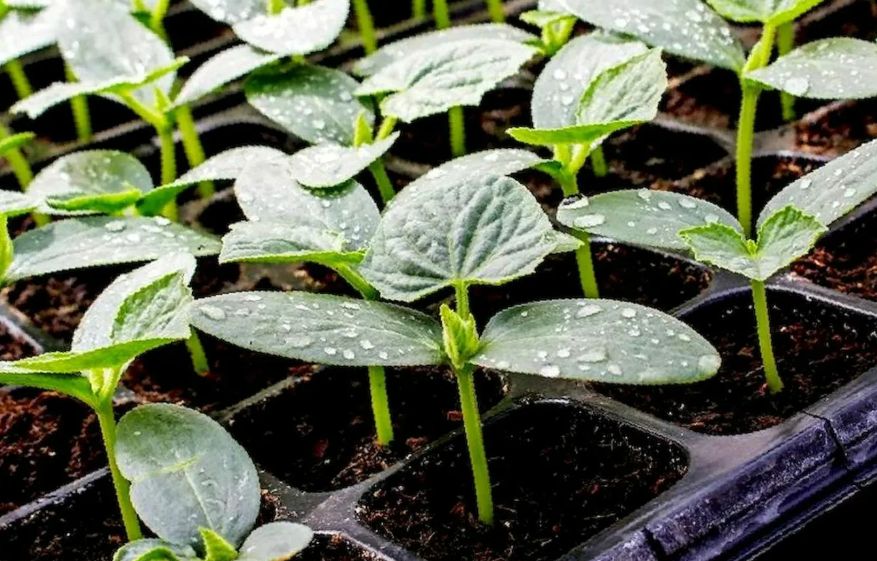 ��� ������� ��������� ���������� ��� �������: ������ �������� � �������������