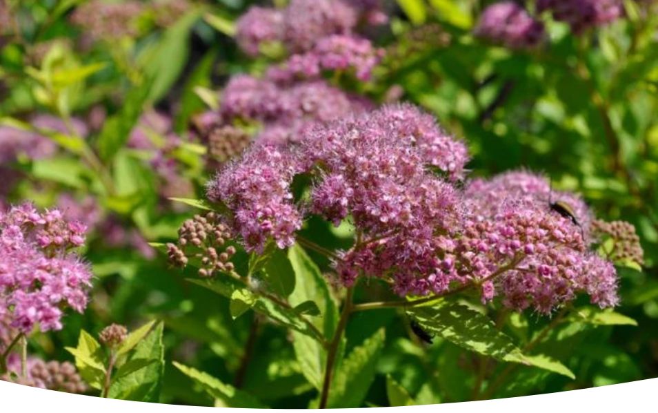 Сиреневые чары: как спиреи преображают летний сад