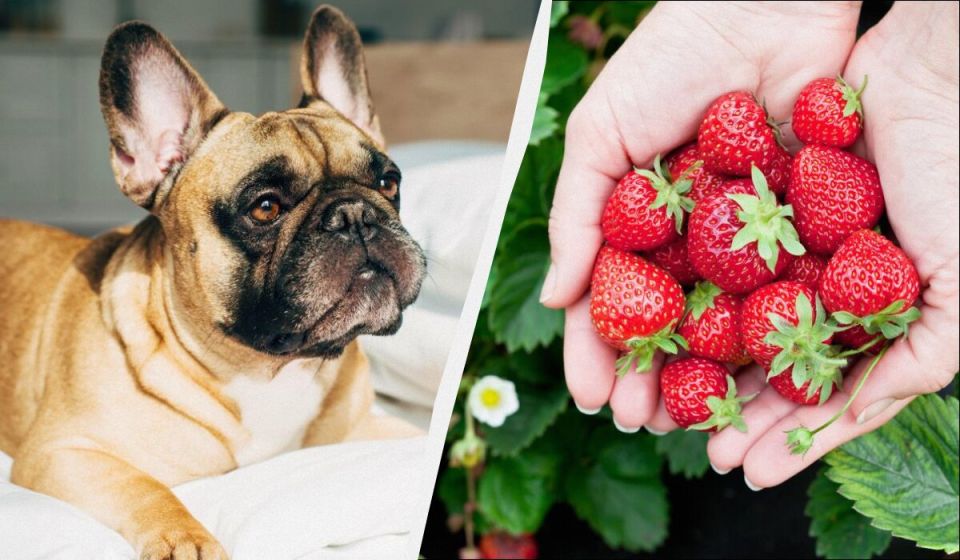 Можно ли давать собакам клубнику?