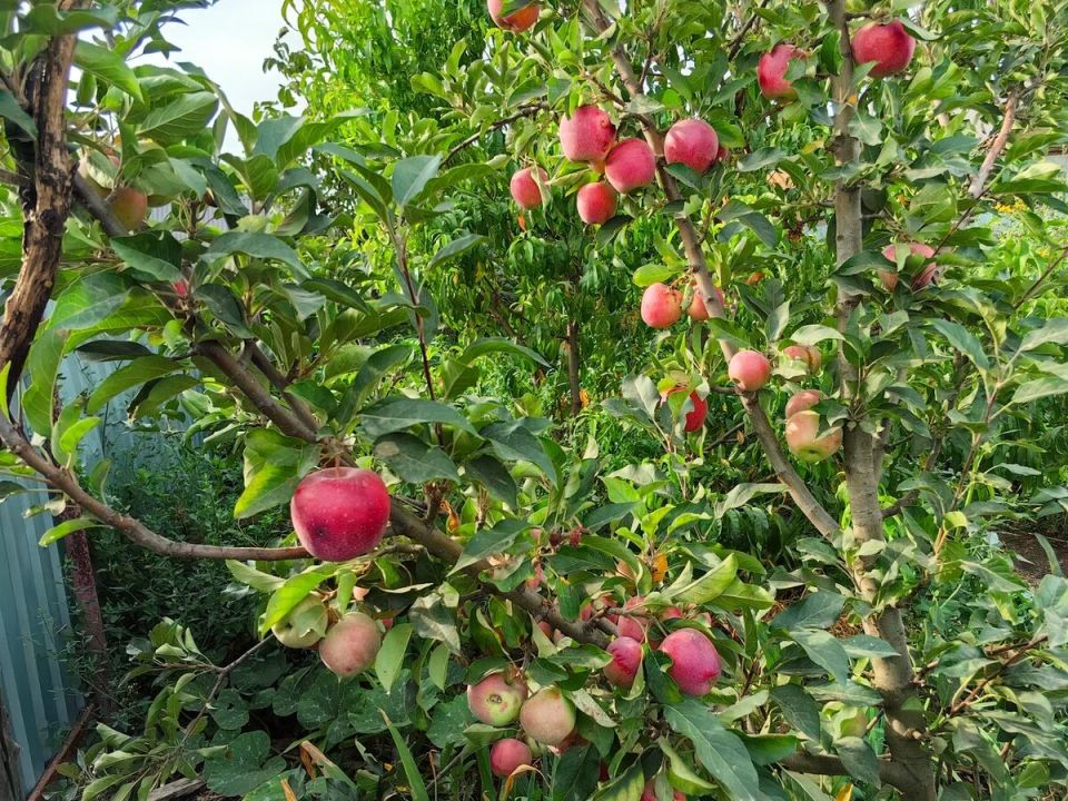 Эффективная борьба с плодожорками: советы для садоводов осенью