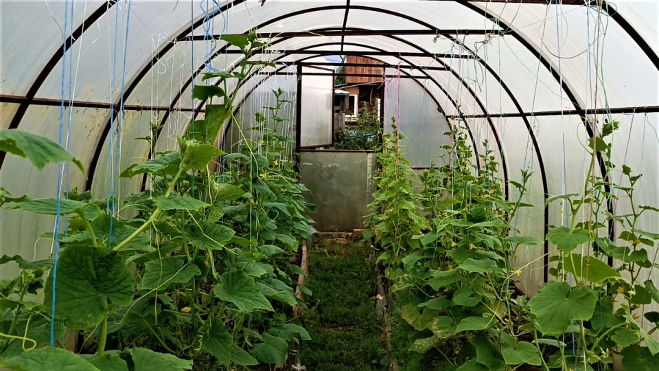 Как спасти урожай: сажистый гриб атакует огурцы в теплицах