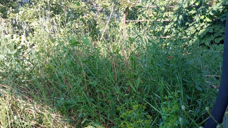 Соседские споры: как борются с сорняками на даче и что об этом думают владельцы