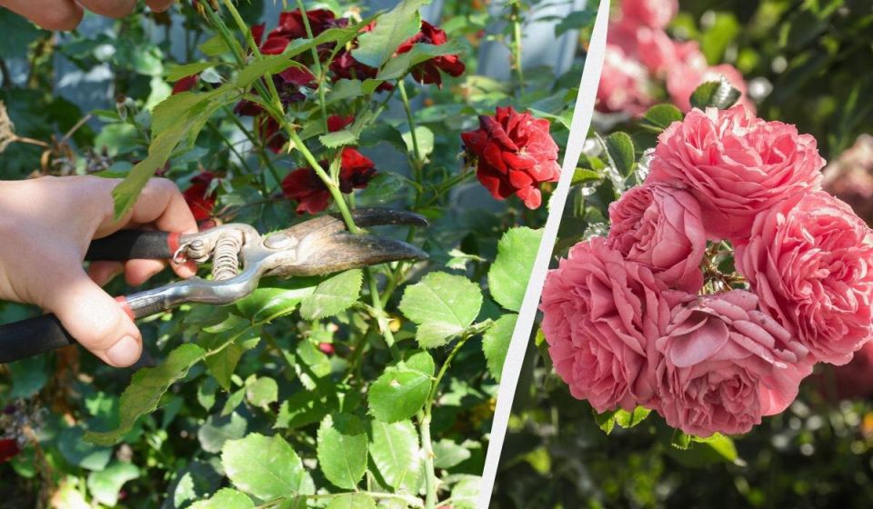 ��� ��������� ���� ������ �� ����� �����: �������� ������ ��� ���������