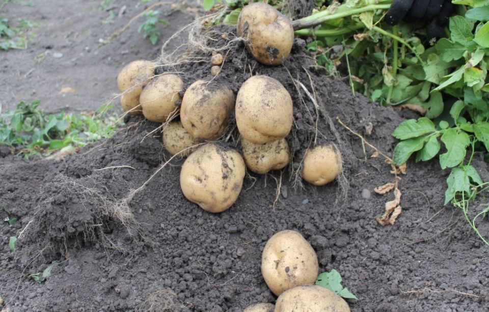 ��� ������ �� ������� ����� ���������: ���������� ������������ ��� �����������