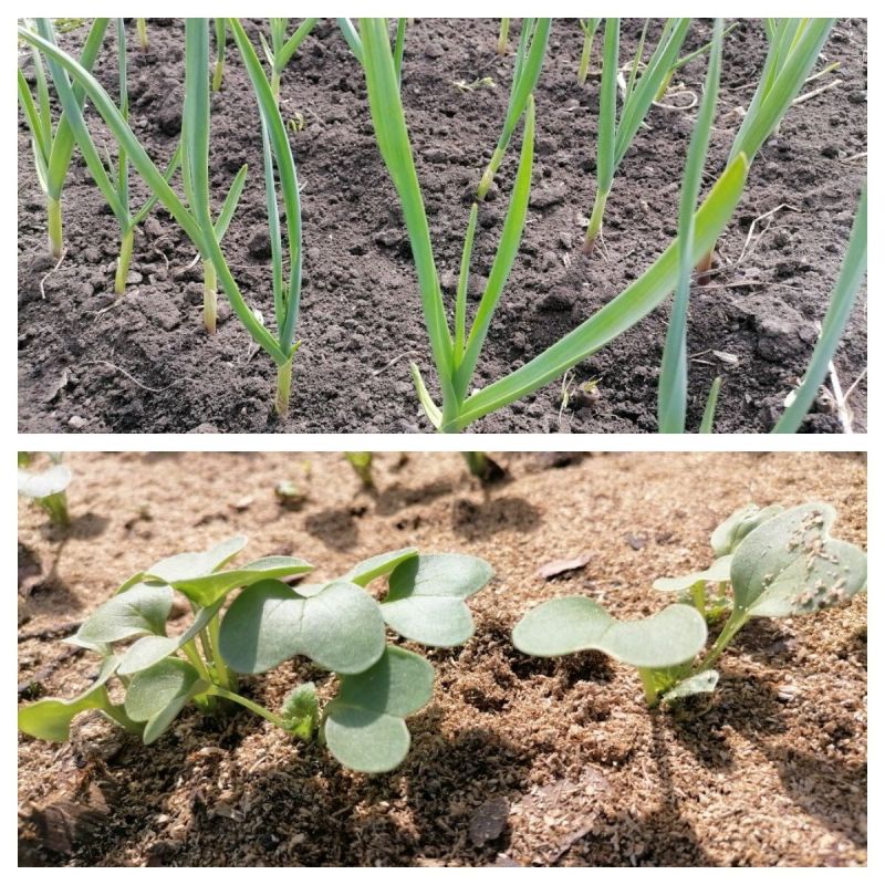 Как эффективно сочетать растения на огороде: секреты опытных дачников