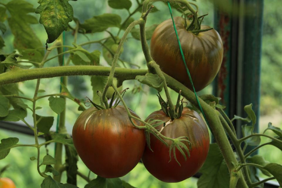 ����� ������� ����: ��� ���������� ������ � ��� �� ����� �������