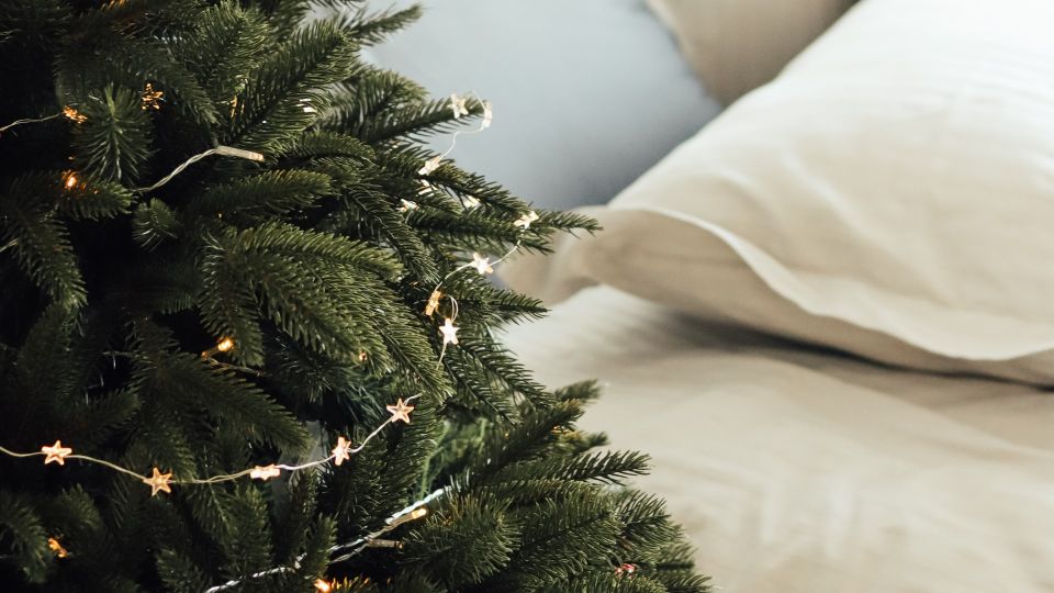 Увезите живую новогоднюю елку на дачу: агроном объяснил, как она может пригодиться