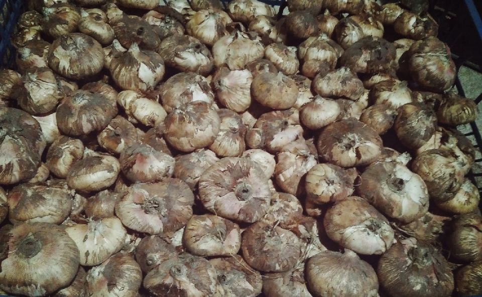 ����������� ������ �������� ������� ����������� �����