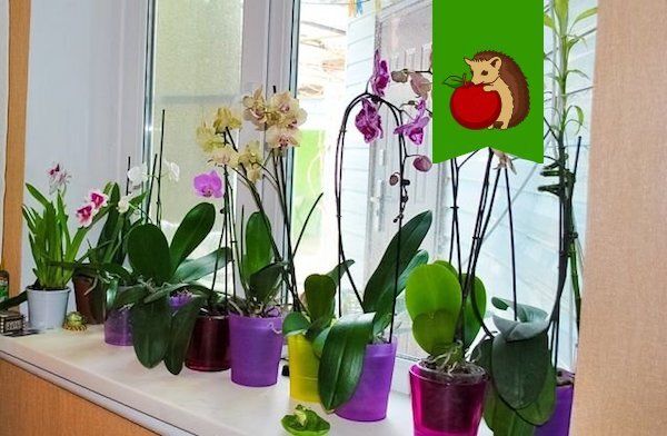 ������� ��������� ������ �������