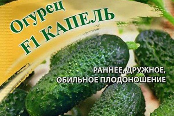 Огурцы сорта Капель: новые горизонты для умелых огородников