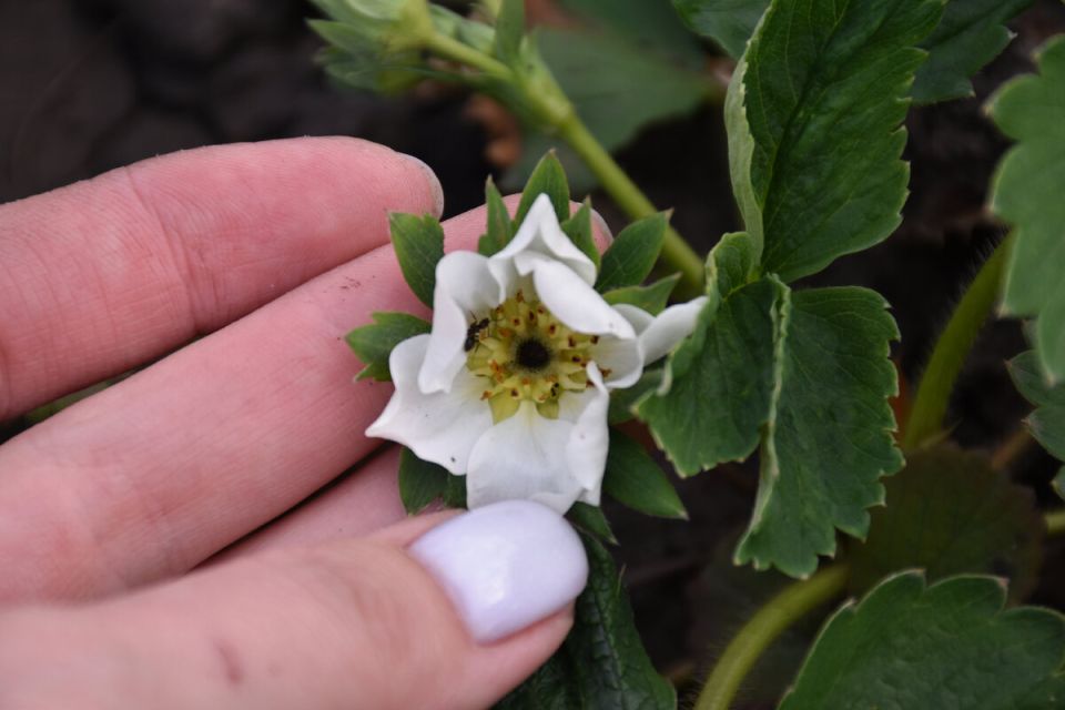 ��� �������� ������� �� �������� ����������: ��� ����������� ������