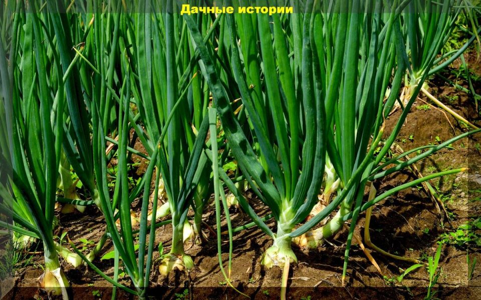 ��� ��������� ������� ��� ��� ��������: ������� � ������