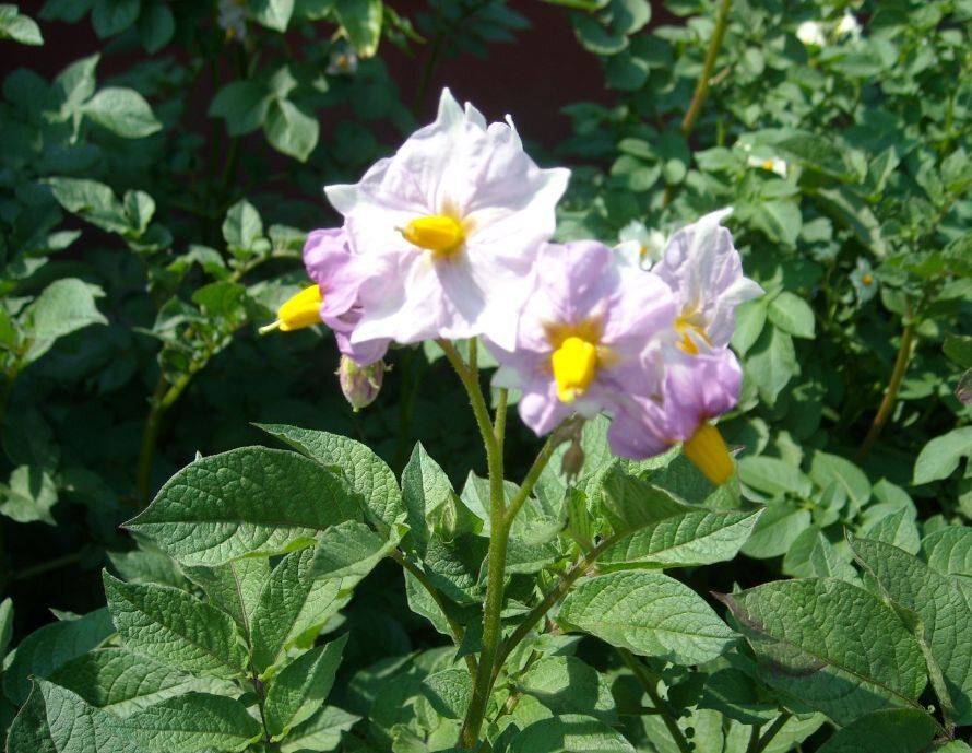 �� ��� ��� ������: ������ �� ���������� ������� � ���������