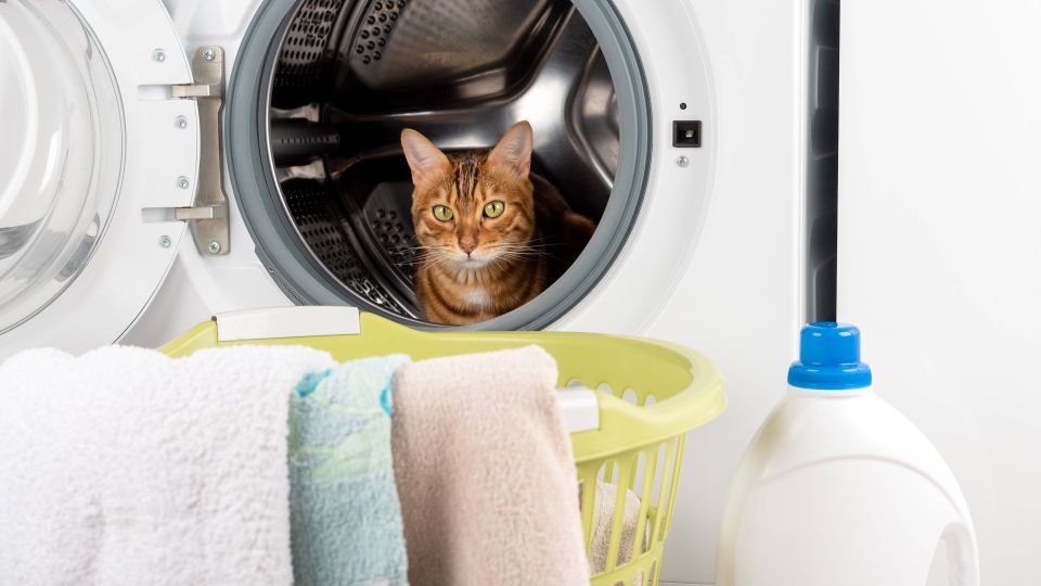 ������ �� �������� ������� ����� ������ �� ���� ��� ������: ����� ����������� ��� �� �������