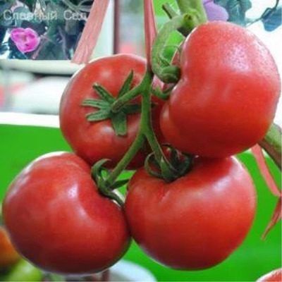 Розовый сладкий: как вырастить помидоры с вкусом детства