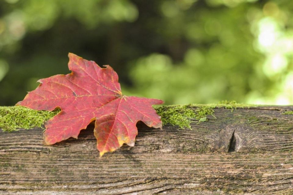 ���� ����� � ����: ��� ����� ����� � ��������� 17 ��������